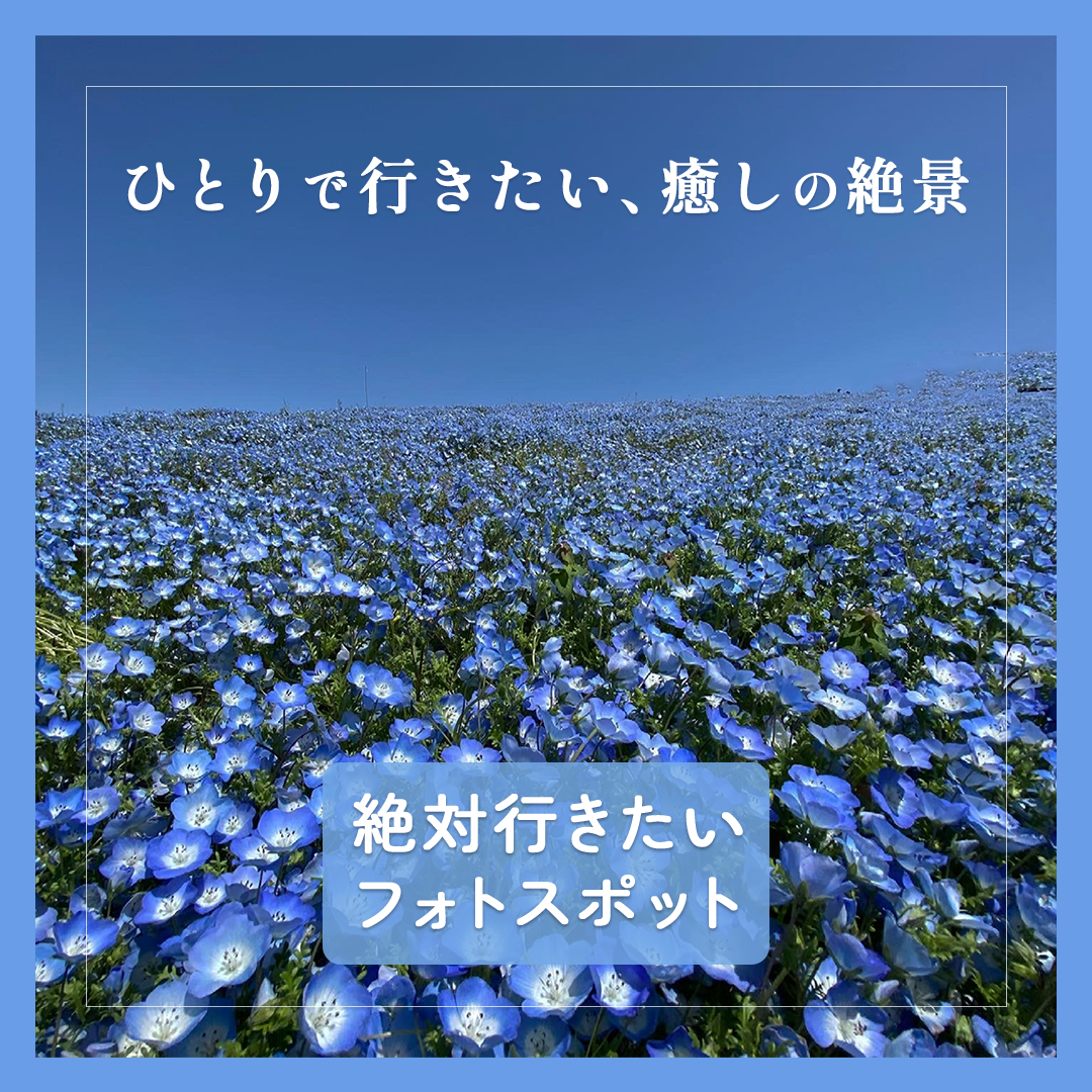 ネモフィラのバナー